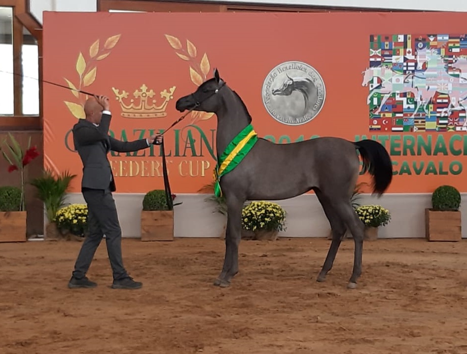 Brazilian Breeders' Cup é destaque da próxima edição do Programa do Cavalo Árabe 41