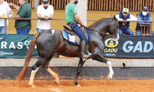 Nucleo Amparo do Cavalo Mangalarga realiza a Copa Cobasi Ype de Marcha e Funcao1 | Planeta Country