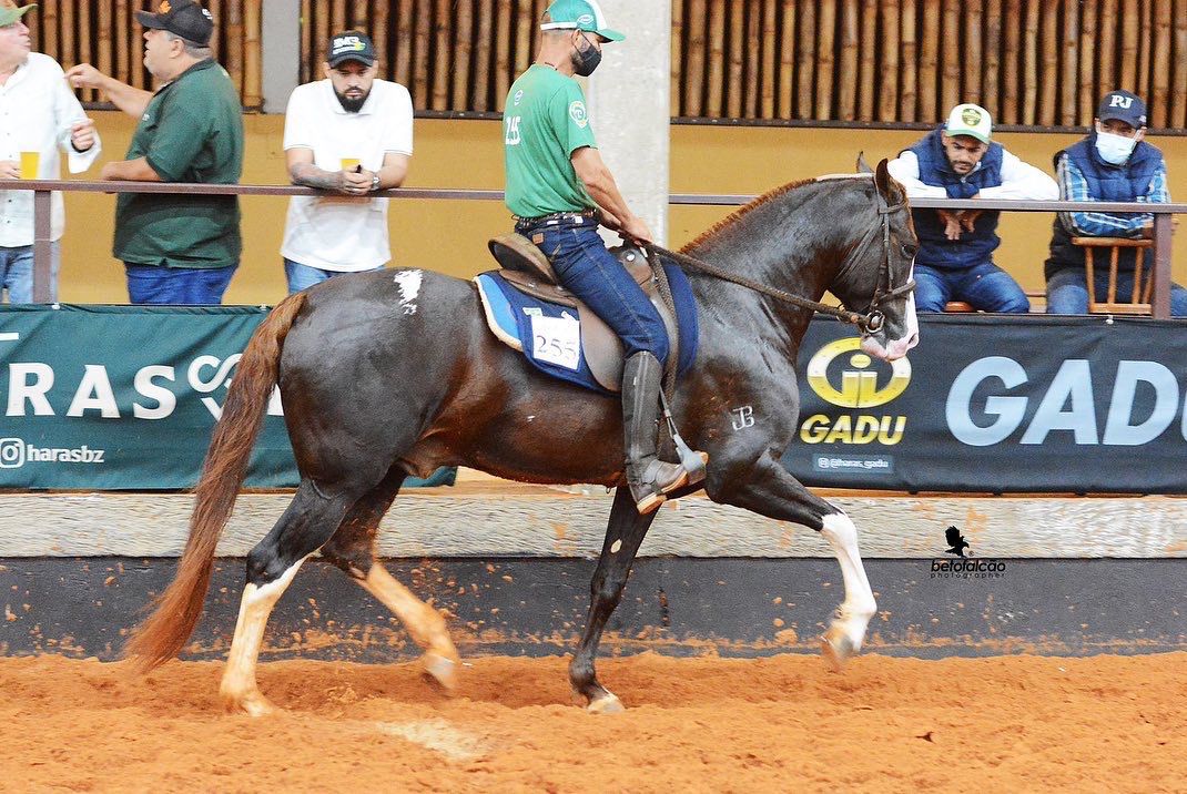 Nucleo Amparo do Cavalo Mangalarga realiza a Copa Cobasi Ype de Marcha e Funcao1 | Planeta Country