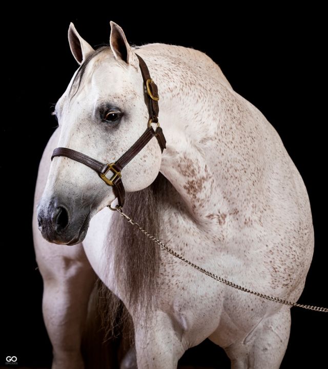 Haras Raphaela Leilão do Haras Raphaela traz os melhores exemplares de Velocidade do Quarto de Milha Haras Raphaela Leilão do Haras Raphaela traz os melhores exemplares de Velocidade do Quarto de Milha