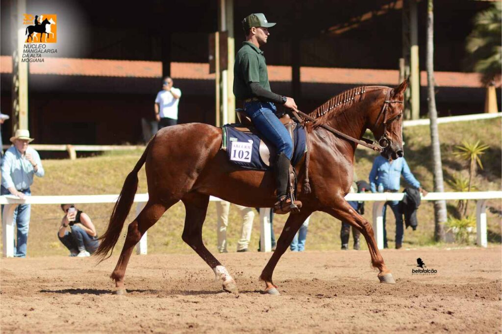 Mangalarga Ribeirão Preto (SP) sedia a maior exposição de expansão do Cavalo Mangalarga do ano Mangalarga Ribeirão Preto (SP) sedia a maior exposição de expansão do Cavalo Mangalarga do ano