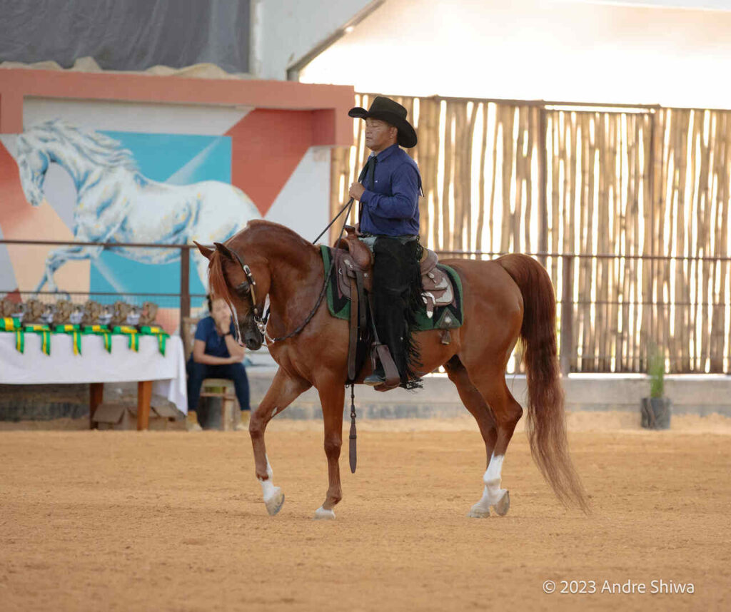 Performance Internacional do cavalo Arabe Foto Andre Shiwa 1 Easy Resize.com | Planeta Country