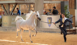 campeao Cavalo Ouro Internacional do cavalo Arabe 1 Easy Resize.com | Planeta Country