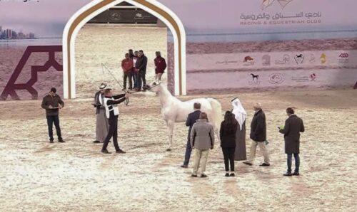 Criacao nacional de Cavalo Arabe segue em ascensao nas exposicoes internacionais Easy Resize.com | Planeta Country