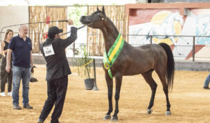 Campea egua 37a Exposicao Interestadual do Cavalo Arabe Foto por Rogerio Santos Easy Resize.com | Planeta Country
