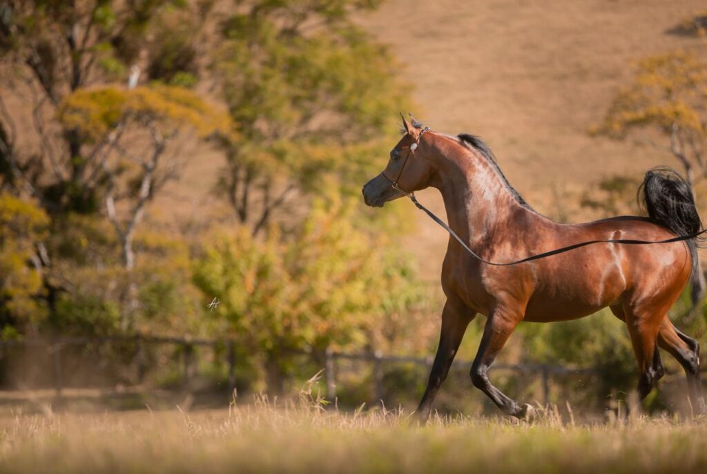 Cavalo Arabe a raca mais antiga do mungo Foto Alessio | Planeta Country