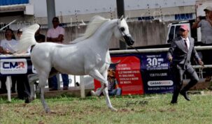 Cavalo Ouro da 23a Expogrande Arabian Show Easy Resize.com | Planeta Country