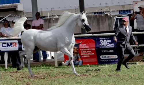 Cavalo Ouro da 23a Expogrande Arabian Show Easy Resize.com | Planeta Country