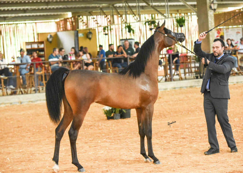 Cavalo Árabe Exposição do Cavalo Árabe movimenta a cidade de Tatuí e reforça a funcionalidade da raça Cavalo Árabe Exposição do Cavalo Árabe movimenta a cidade de Tatuí e reforça a funcionalidade da raça