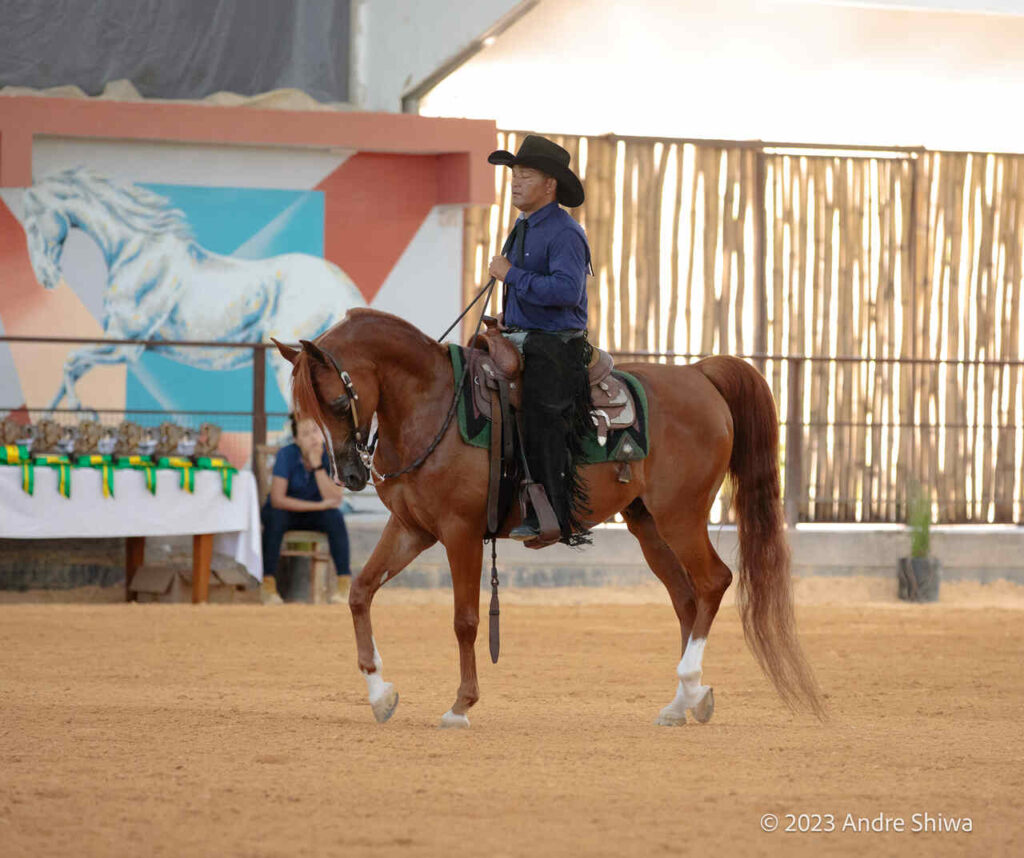 Cavalo Árabe Exposição do Cavalo Árabe em Tatuí (SP) apresenta raça em 10 modalidades e reúne competidores de todo o país Cavalo Árabe Exposição do Cavalo Árabe em Tatuí (SP) apresenta raça em 10 modalidades e reúne competidores de todo o país