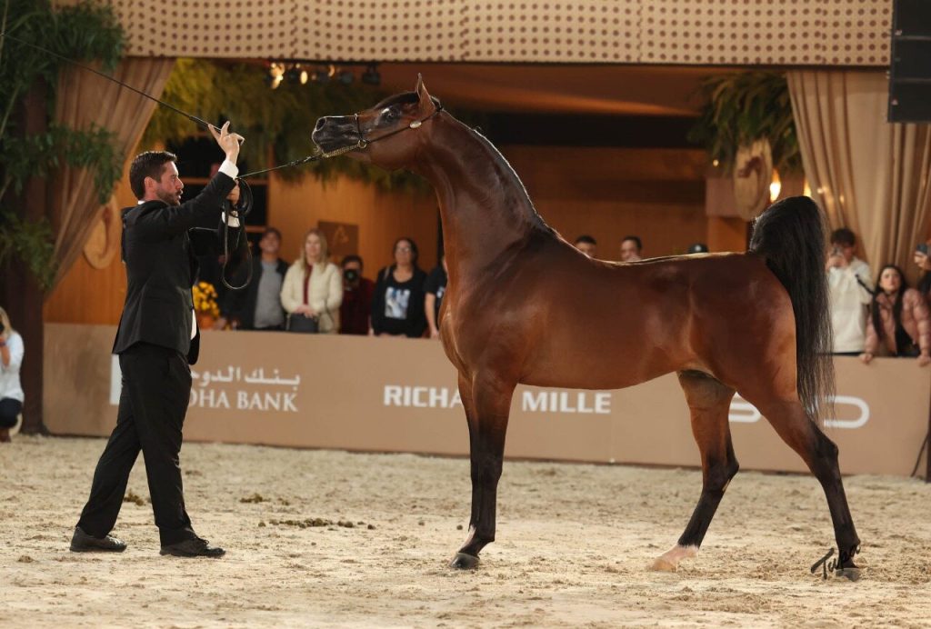 Cavalo Árabe Cavalo Árabe no Brasil vive fase histórica e ganha projeção mundial Cavalo Árabe Cavalo Árabe no Brasil vive fase histórica e ganha projeção mundial