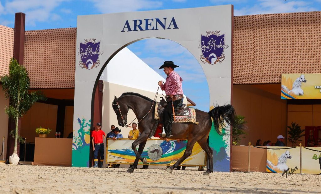 Cavalo Árabe Cavalo Árabe no Brasil vive fase histórica e ganha projeção mundial Cavalo Árabe Cavalo Árabe no Brasil vive fase histórica e ganha projeção mundial