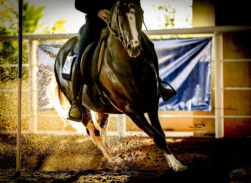 Cavalo Mangalarga Cavalo Mangalarga estará presente na edição de 70 anos da Festa do Peão de Barretos Cavalo Mangalarga Cavalo Mangalarga estará presente na edição de 70 anos da Festa do Peão de Barretos
