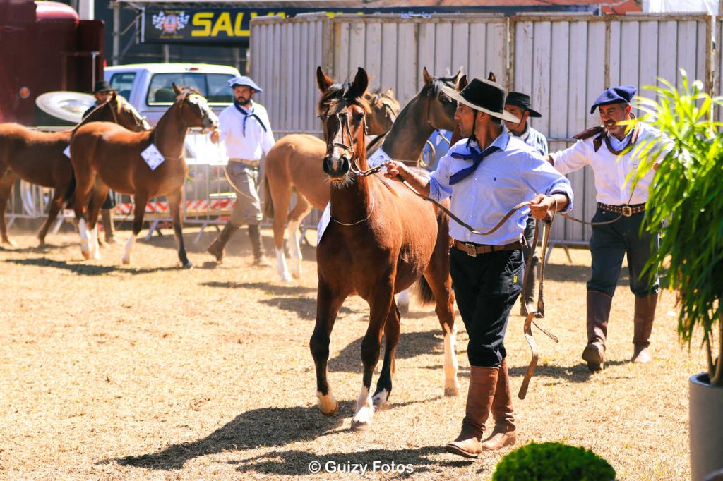 Festa do Peão de Barretos Festa do Peão de Barretos recebe 1ª Exposição Morfológica do Cavalo Crioulo Festa do Peão de Barretos Festa do Peão de Barretos recebe 1ª Exposição Morfológica do Cavalo Crioulo